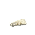 2 Stars - Twin Gold Grillz - 2 Teeth (Double Cap) 10, 14, 18k Gold